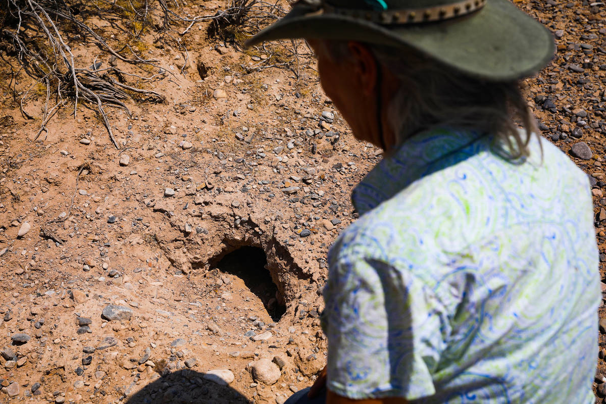 Laura Cunningham shows a desert tortoise burrow near the future Yellow Pine solar project in Cl ...