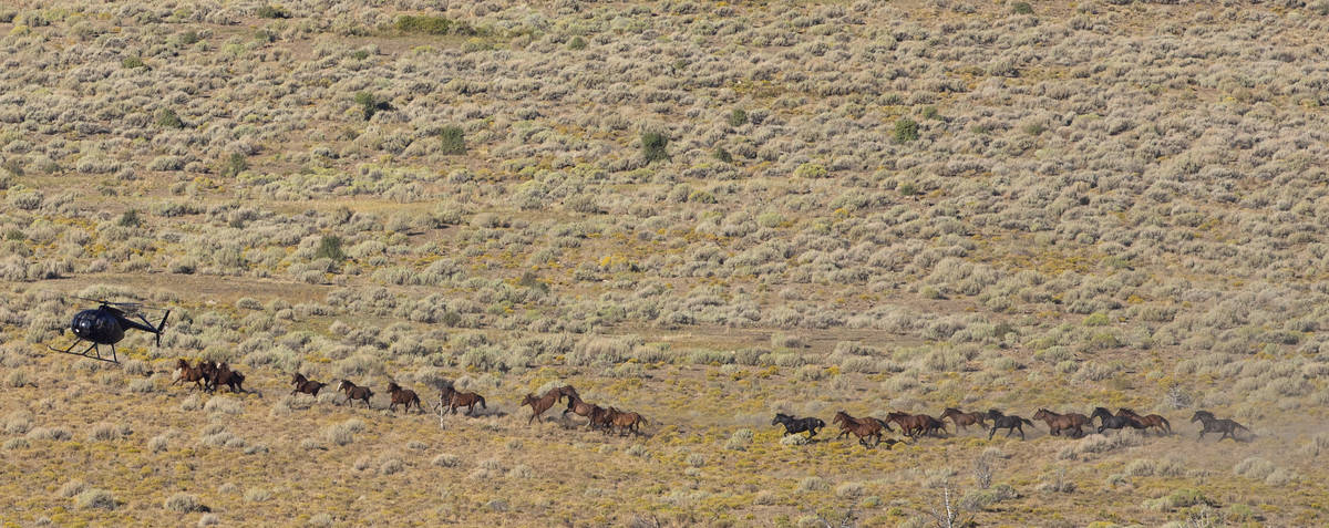 A helicopter rounds up wild horses during the Diamond HMA gather on Thursday, Sept. 10, 2020, n ...