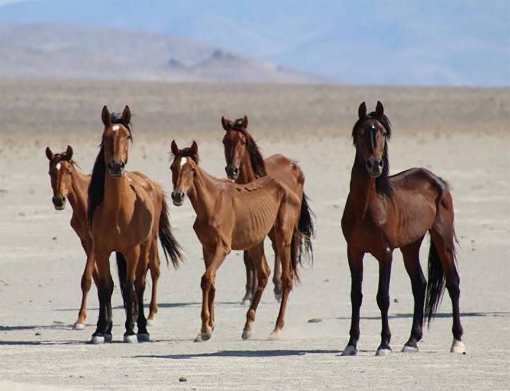 Bureau of Land Management An operation planned by the BLM is now underway to gather more than 4 ...