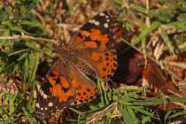 Jeffrey Meehan/Pahrump Valley Times Dozens of butterflies were released in remembrance of lost ...