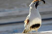 Robin Hebrock/Pahrump Valley Times A male Gambel's Quail is just one of the many types of birds ...