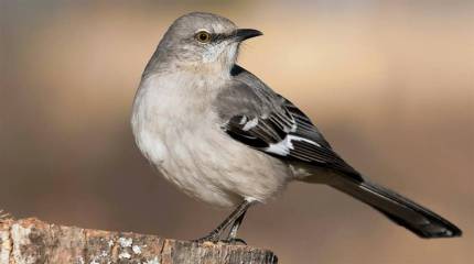 Discovery Park Bird Walks begin this Saturday in Pahrump | Pahrump ...