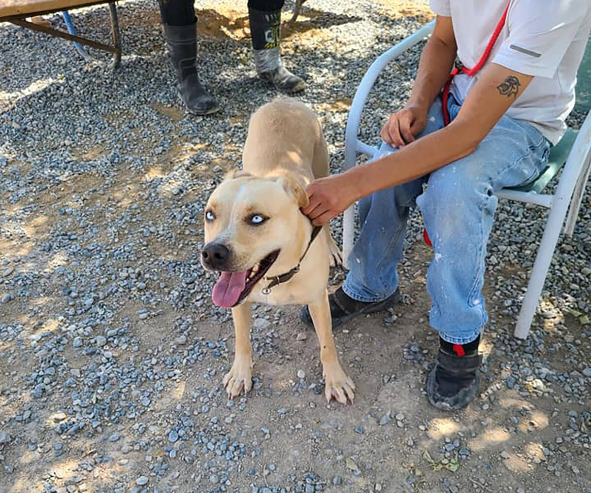 Desert Haven Animal Society/Special to the Pahrump Valley Times Posted to the DHAS Facebook pag ...