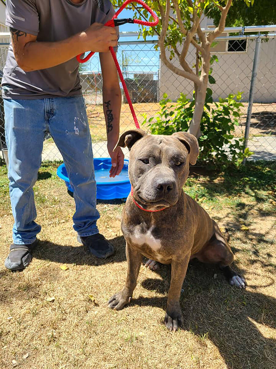 Desert Haven Animal Society/Special to the Pahrump Valley Times This photo, also from DHAS' Fac ...