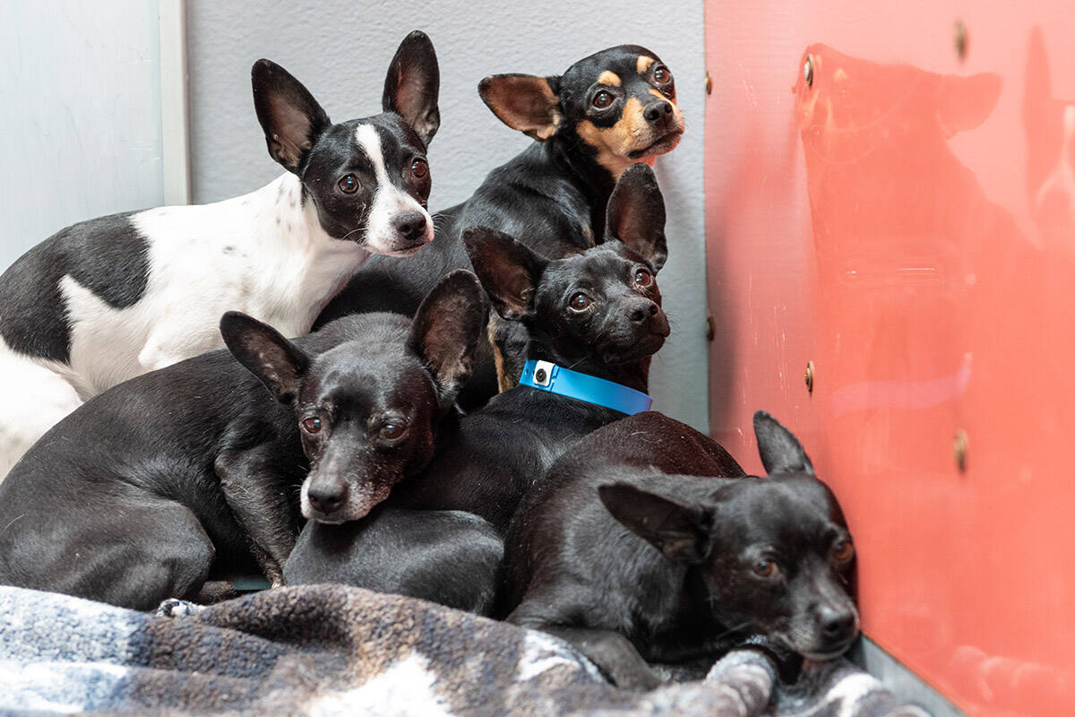 Chihuahuas await medical and behavioral assessments as well as treatment at The Animal Foundati ...