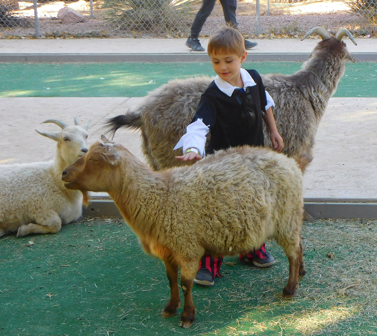 Robin Hebrock/Pahrump Valley Times The petting zoos at Pumpkin Days were a major attraction for ...