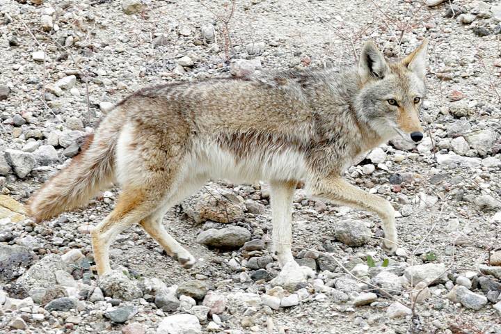 A coyote wanders at Lake Mead on Tuesday, Jan. 12 2017. A group of biologists and volunteers fa ...