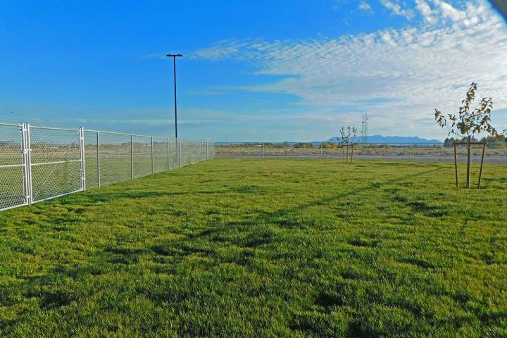 Robin Hebrock/Pahrump Valley Times This photo, taken Monday, Nov. 22, shows the grass that has ...