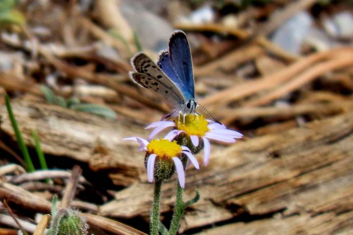 This photo provided by the Center for Biological Diversity and taken June 22, 2021, at the Lee ...