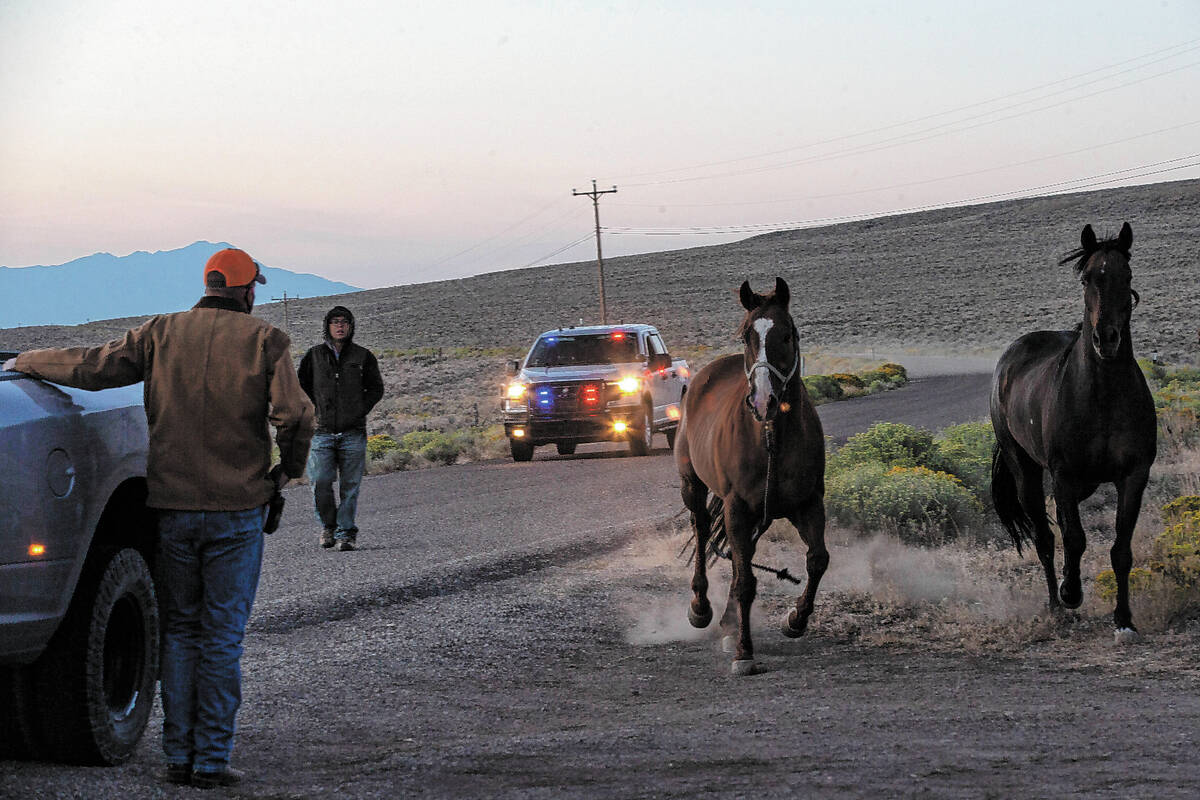 Two domesticated horses are rounded up in the Diamond Herd Management Area wild horse gather on ...