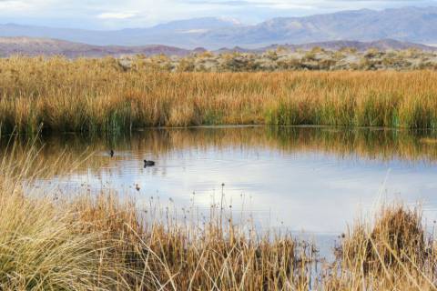 The Amargosa Conservancy is a nonprofit organization based n Shoshone, Calif. Its mission is to ...