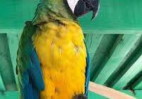 (Special to Pahrump Valley Times) Miller, a prize parrot belonging to Heidi Fleiss, went missin ...