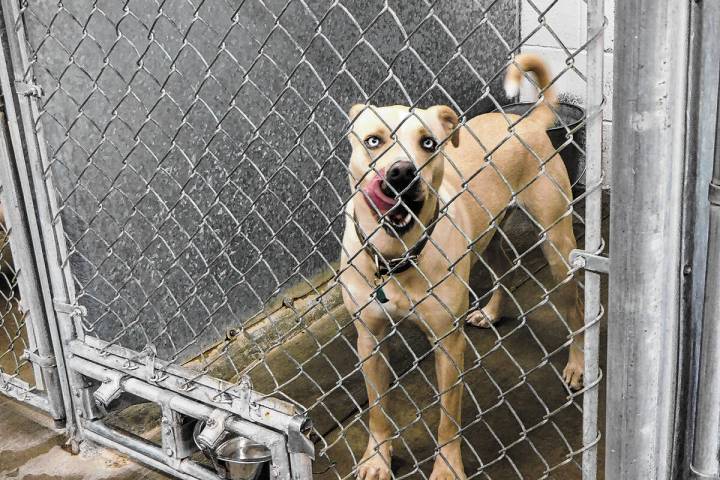 Robin Hebrock/Pahrump Valley Times One Desert Haven canine is seen licking his chops after rece ...