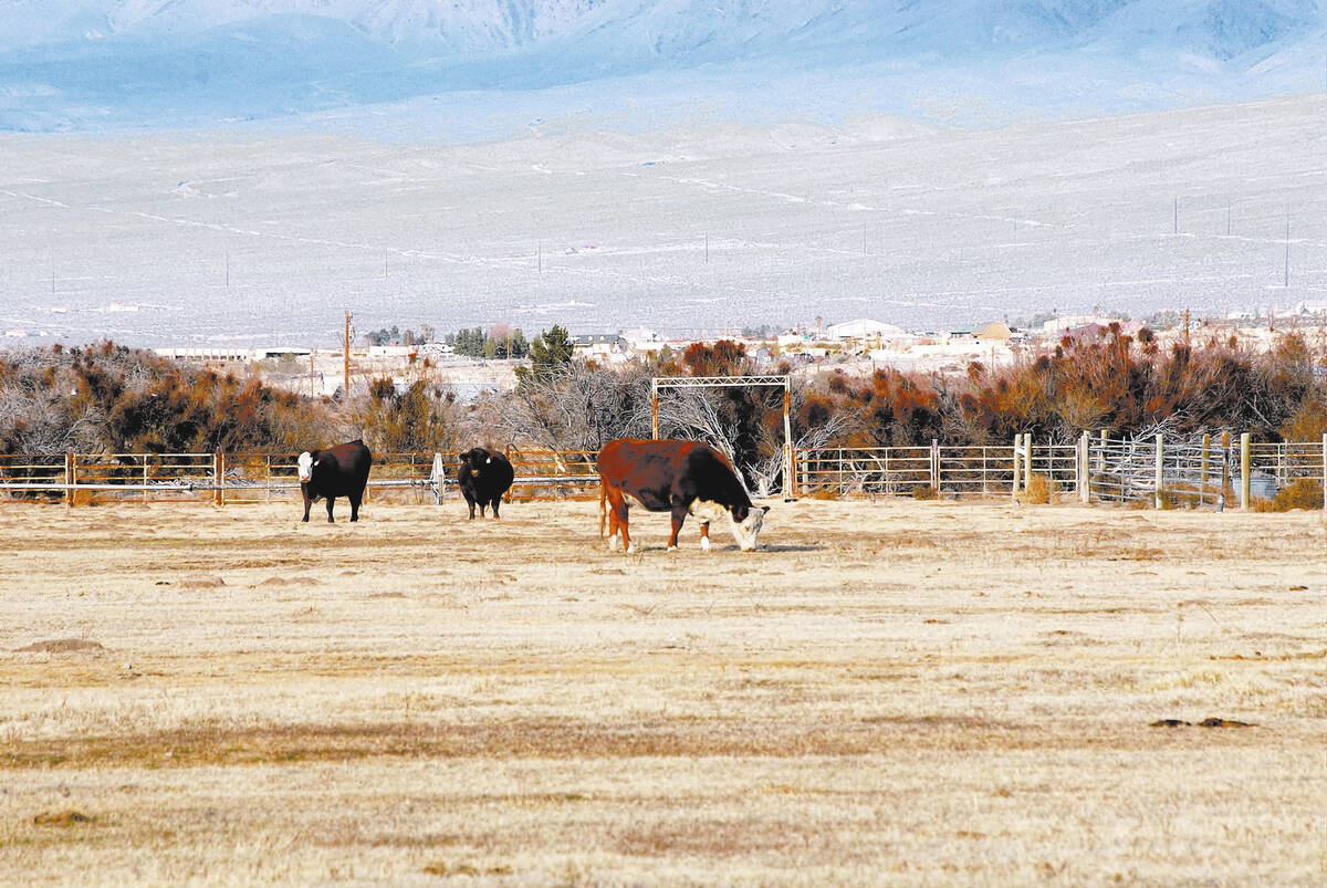 (Horace Langford Jr. / Pahrump Valley Times) Cows graze on dead grass at the Binion Ranch in 2 ...