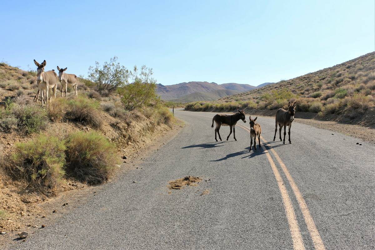 Mitch Gage/Special to the Pahrump Valley Times The burro gather is being done to protect native ...