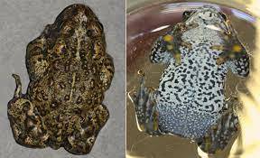 A petition from the Center for Biologial Diversity is trying to save the  Railroad Valley toad