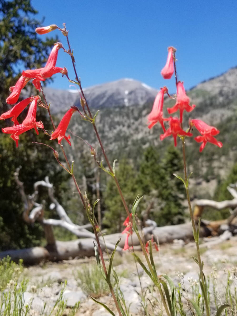 Red stalks of penstemon are found on many trails in Kyle and Lee canyons. This picture was take ...