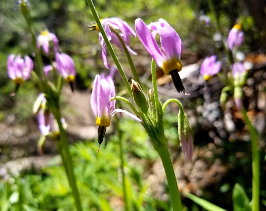 Lupines are purple flowers commonly found on many trails in Kyle and Lee canyons. (Natalie Burt ...