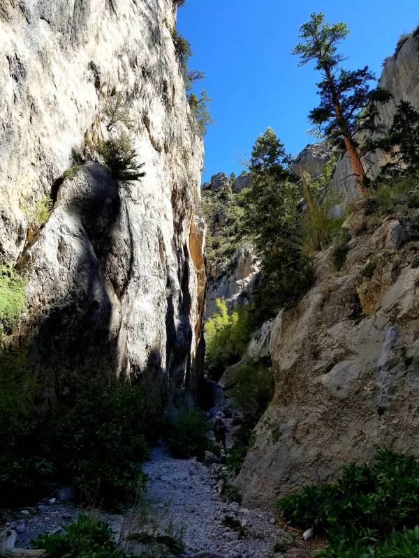 Towering gray cliffs, tall ponderosa pines, abundant wildflowers and plenty of wildlife are par ...