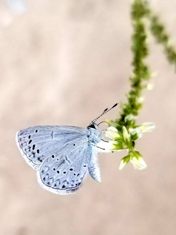 A butterfly finds nectar along the Acastus Trail, an easy Kyle Canyon stroll with plenty of sha ...