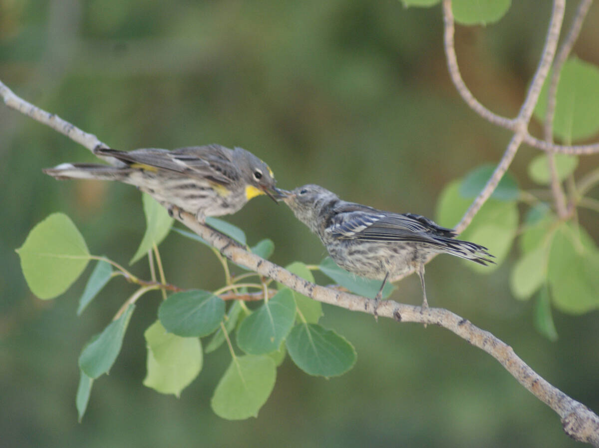 A yellow-rumped warbler feeds its fledgling in the Deer Creek picnic area, where an easy summer ...