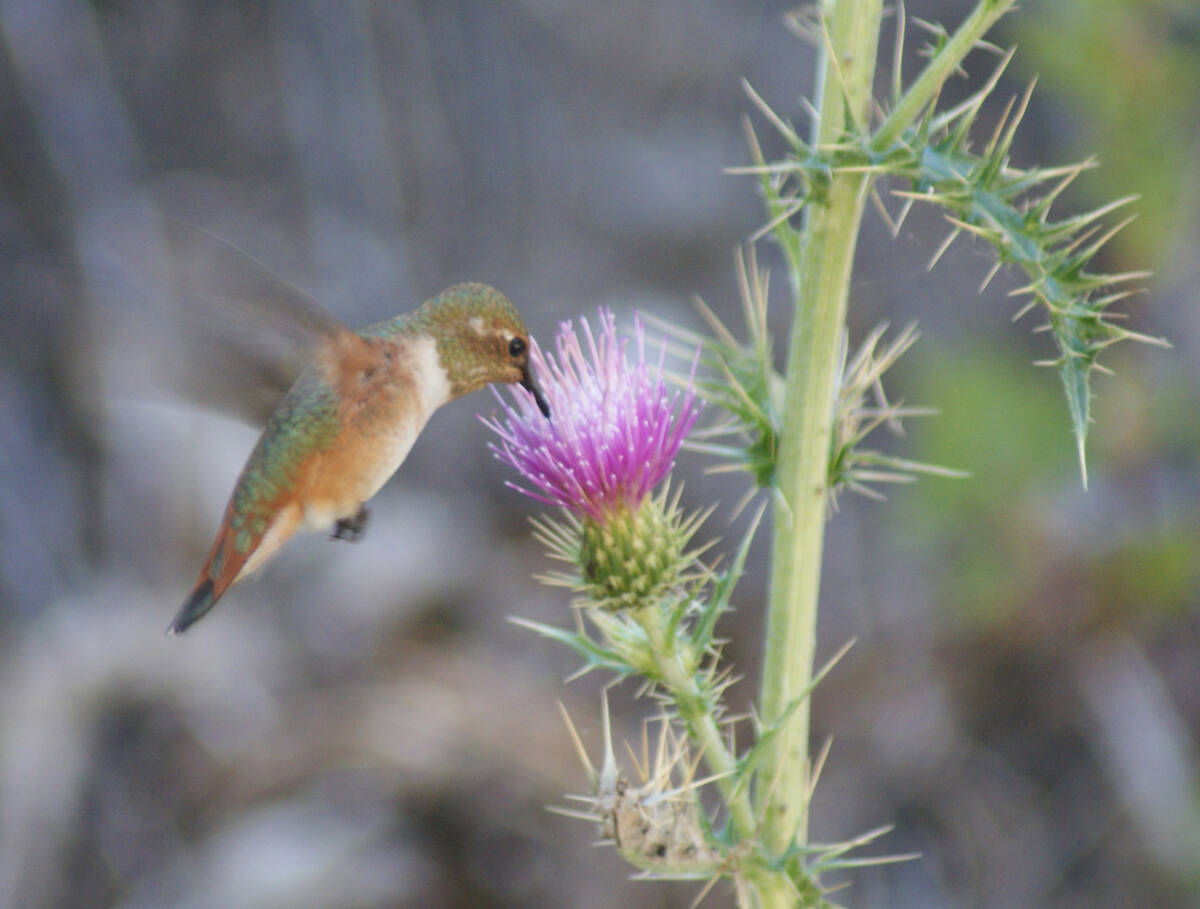 Hummingbirds feed off thistle and other bright wildflowers throughout summer in the Spring Moun ...
