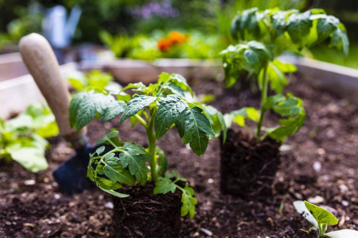 Special to the Pahrump Valley Times- A free gardening book review Zoom class, presented by Mast ...