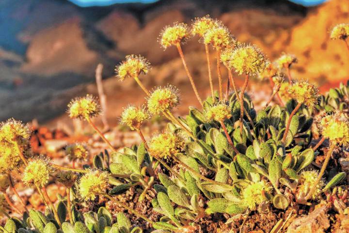 Tiehm's buckwheat in the Silver Peak Range. The U.S. Fish and Wildlife Service has proposed des ...