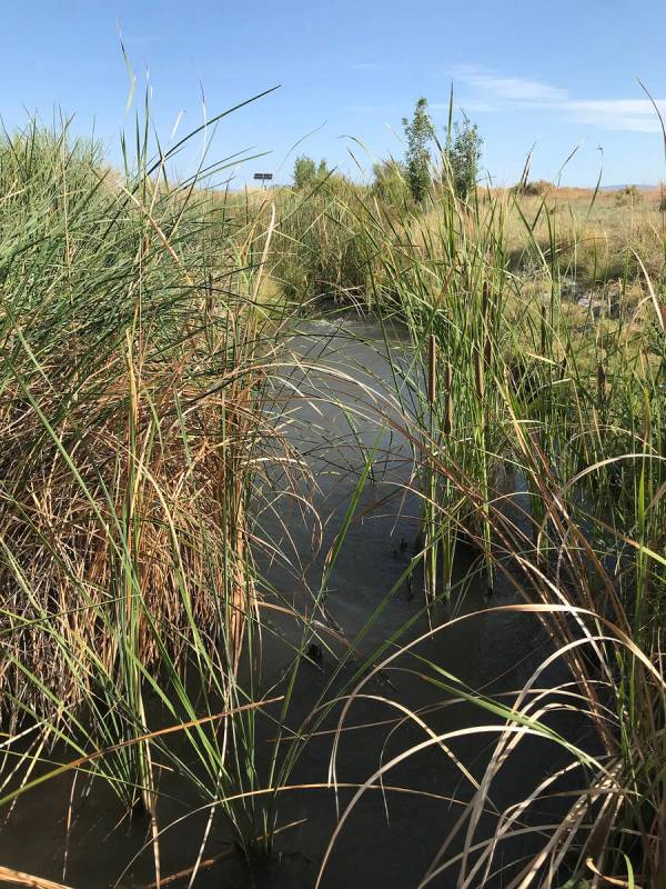 Robin Hebrock/Pahrump Valley Times This photo, taken July 30, shows water from the Carson Sloug ...