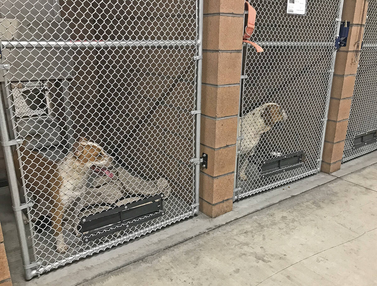 Robin Hebrock/Pahrump Valley Times The new Nye County Animal Shelter is equipped with 73 dogs k ...