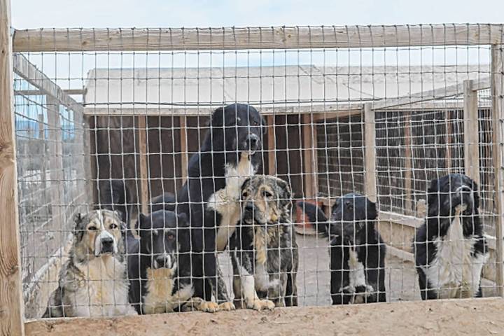 A file photo from 2017 shows some of the more than 100 dogs Oskana Higgins and Vasili Platunov ...