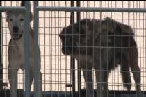 Courtesy KPVM-TV Hundreds of dogs were found in poor conditions and removed from an Amargosa Va ...