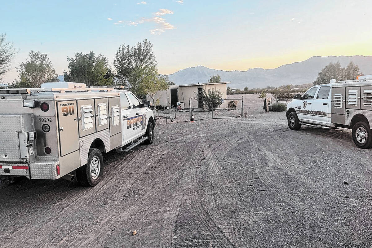 Some 300 dogs were seized from a Nye County property on Aug. 22 during an animal cruelty invest ...