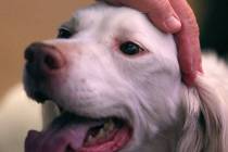 (Justin Yurkanin/Las Vegas Review-Journal) Bring your pets to St. Martin’s in the Desert Epis ...