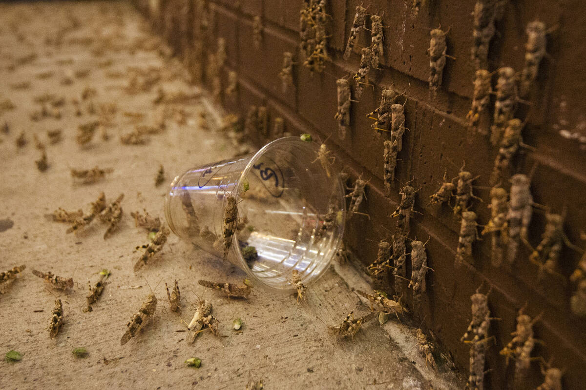 Thousands of grasshoppers outside the El Cortez on Sunday, July 28, 2019 in Las Vegas. (Michael ...
