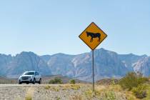 Daniel Clark/Las Vegas Review-Journal Follow @DanJClarkPhoto A burro crossing sign warns motori ...