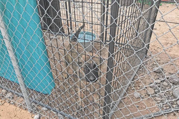 Robin Hebrock/Pahrump Valley Times This photo, taken Tuesday, Sept. 13, shows one of the 300 do ...