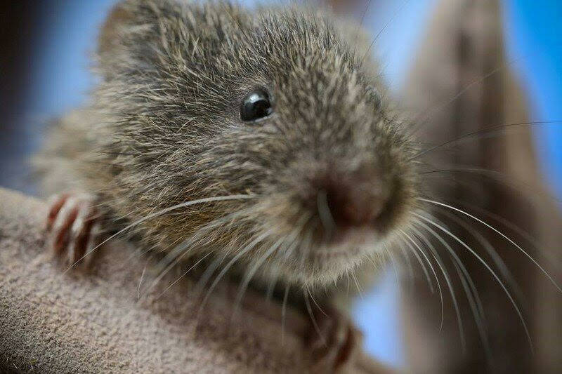 The Center for Biological Diversity Amargosa voles are mouselike mammals, among the most endang ...