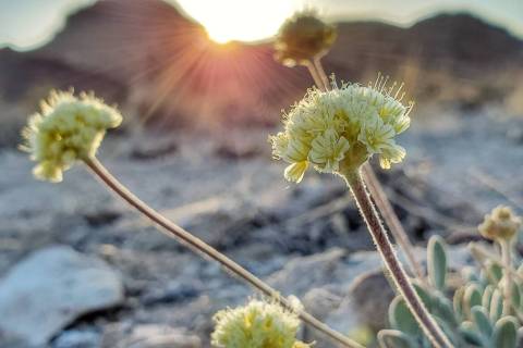 Courtesy of the Center for Biological Diversity Tiehm's buckwheat, a rare plant that grows on j ...
