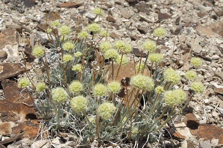 Tiehm’s buckwheat wildflower, which is only found in a portion of Esmeralda County. (File/Las ...