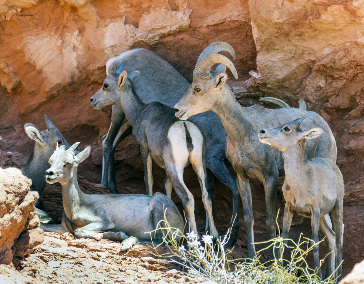 (L.E. Baskow/Las Vegas Review-Journal) Bighorn sheep rest in the shade of a ridge in the Valley ...