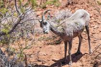 A Bighorn Sheep snacks on green leaves in the Valley of Fire State Park on Tuesday, June 28, 20 ...
