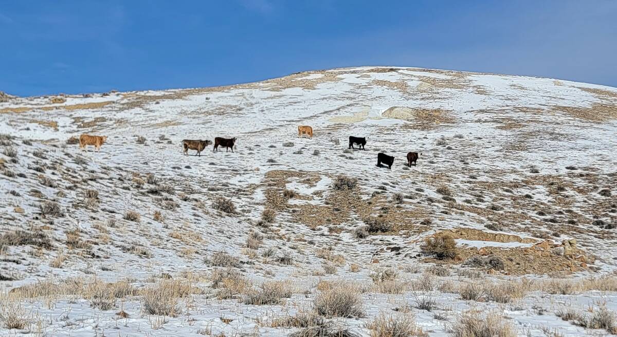 Cows graze in federally protected Tiehm's buckwheat habitat in Esmeralda County. Environmentali ...