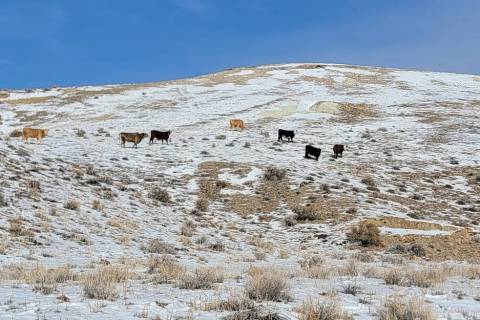 Cows graze in federally protected Tiehm's buckwheat habitat in Esmeralda County. Environmentali ...
