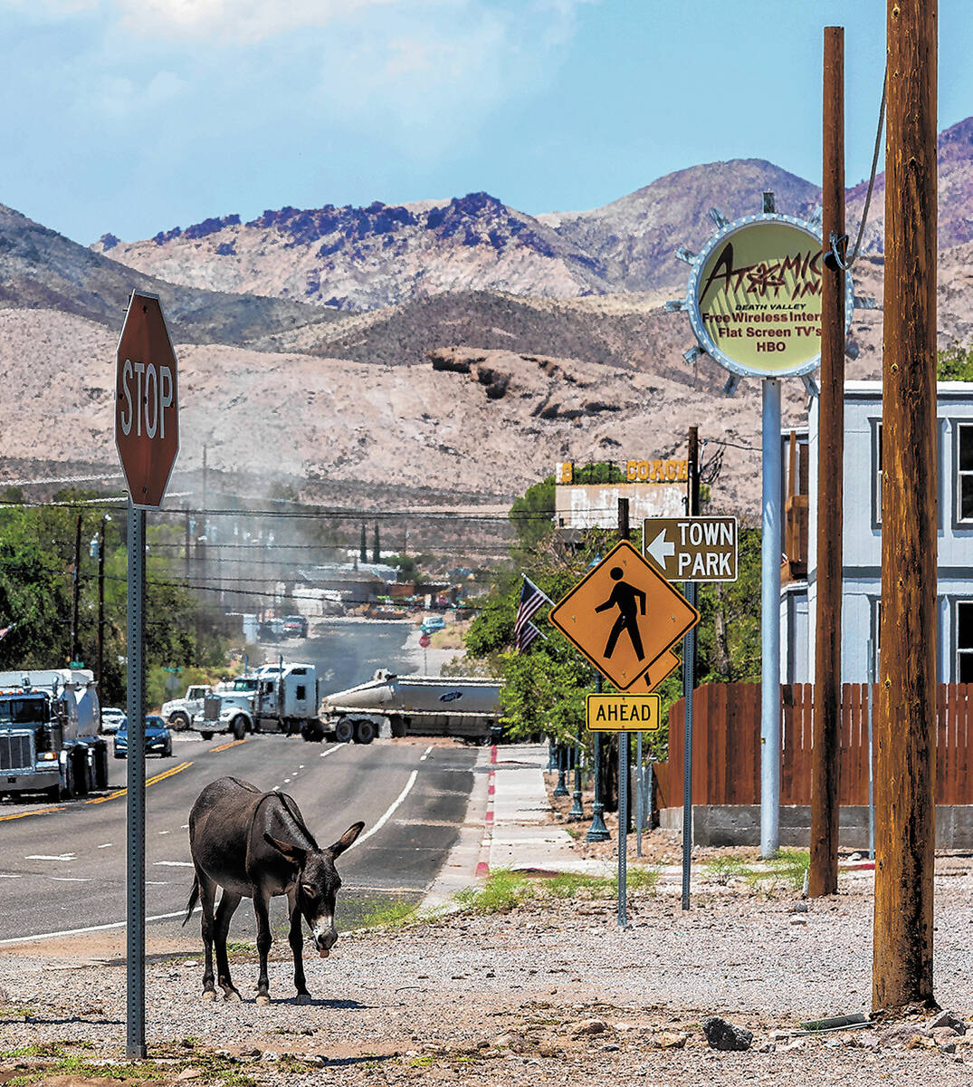 Burros graze nearby as traffic moves along South Second Street on Tuesday, Aug. 2, 2022, in Bea ...