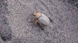 Special to the Pahrump Valley Times The Giuliani Beetle, which only lives in the Big Dune area ...