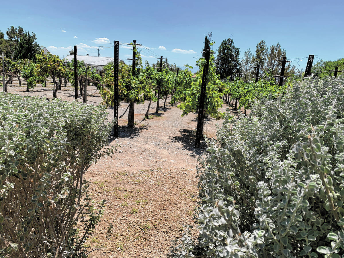 (Brent Schanding/Pahrump Valley Times) Grapes linger on the vine in 103 degree-heat at Pahrump ...