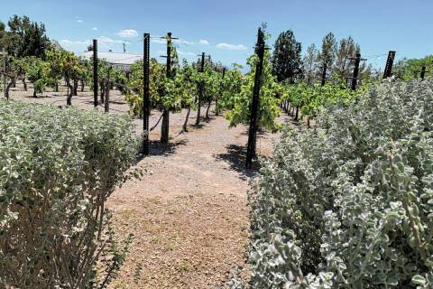 (Brent Schanding/Pahrump Valley Times) Grapes linger on the vine in 103 degree-heat at Pahrump ...