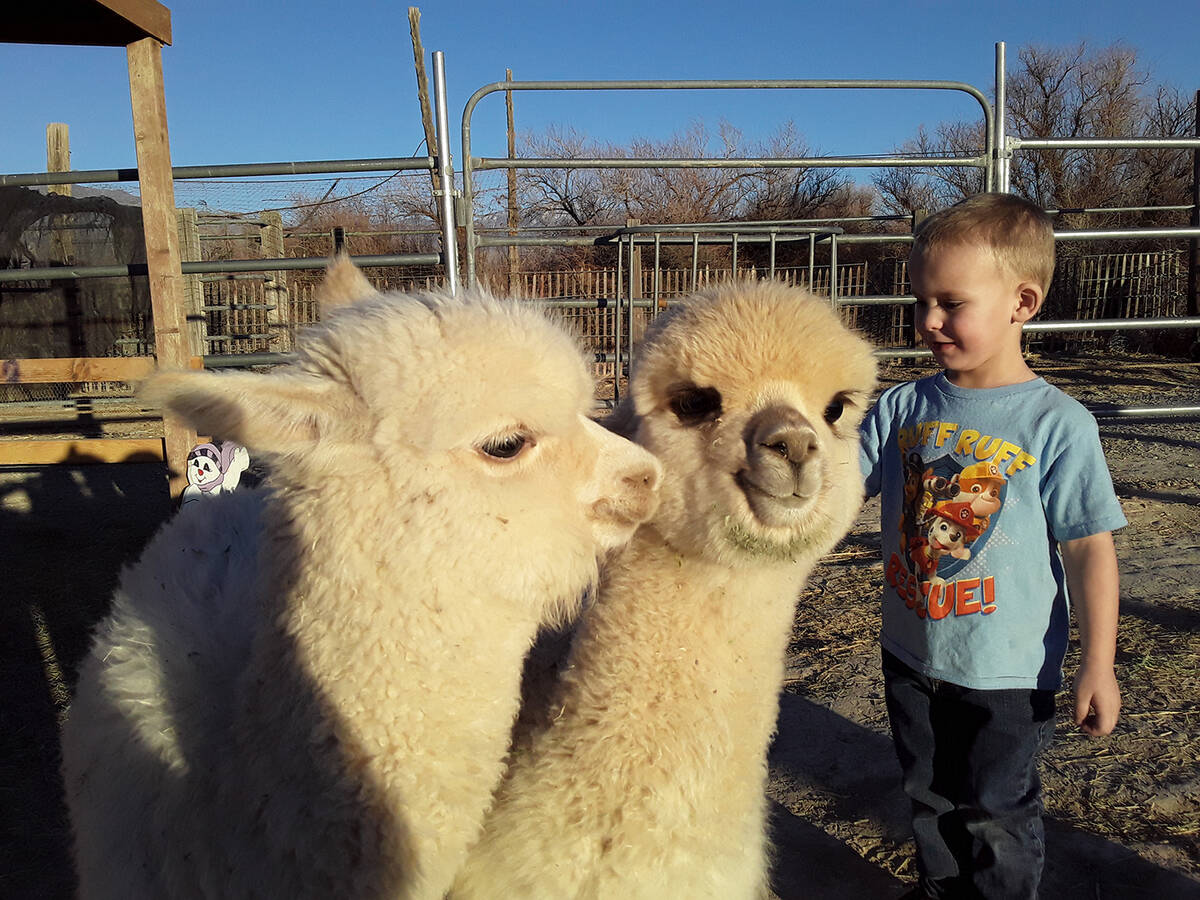 Selwyn Harris/Pahrump Valley Times A youngster is pictured petting a couple of friendly alpacas ...