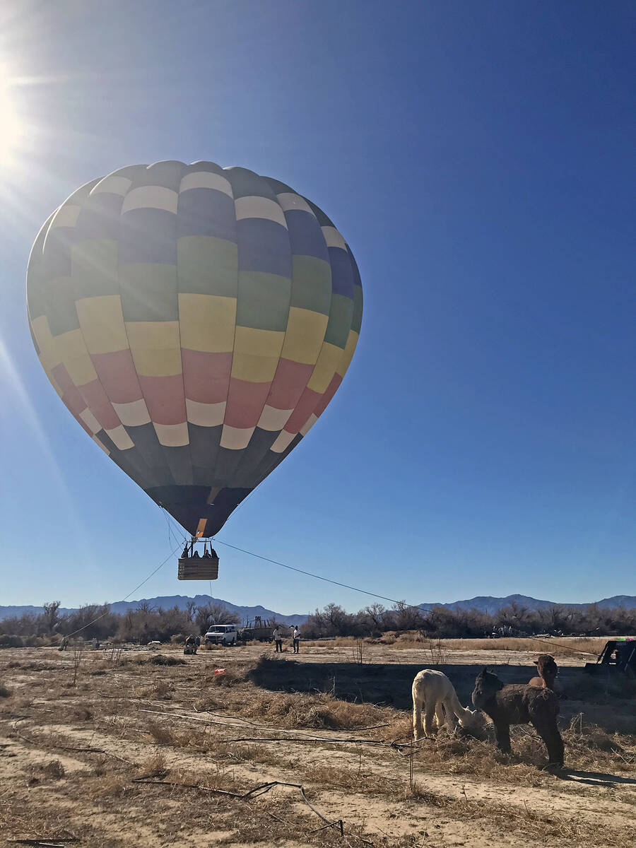 Robin Hebrock/Pahrump Valley Times A hot air balloon hovers over Nature Health Farms while a tr ...